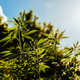Image for article titled Driver Transporting 3,350 Pounds of Hemp Falsely Arrested After Officers Mistake It for Marijuana